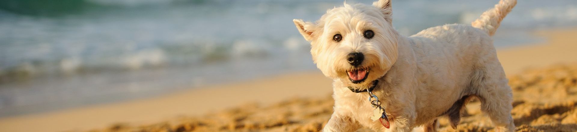 Small dog playing at the beach