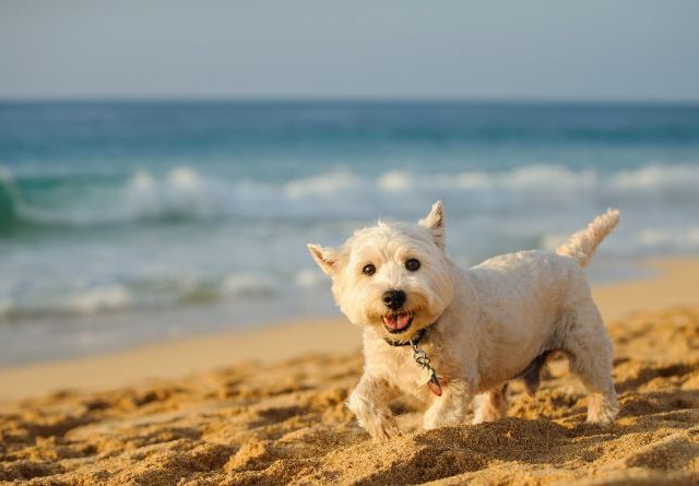 Dog running on beach